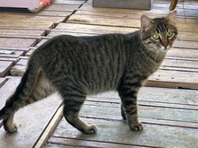 RANCHO, Katze, Europäisch Kurzhaar in Griechenland - Bild 1