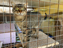 RANCHO, Katze, Europäisch Kurzhaar in Griechenland - Bild 2