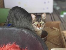 RANCHO, Katze, Europäisch Kurzhaar in Griechenland - Bild 3