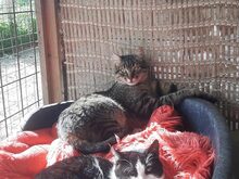 RANCHO, Katze, Europäisch Kurzhaar in Griechenland - Bild 4