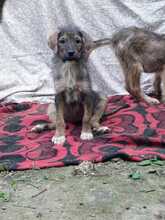 MISO, Hund, Mischlingshund in Rumänien - Bild 2
