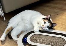COCO, Katze, Calico-Cat in Griechenland - Bild 1
