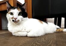 COCO, Katze, Calico-Cat in Griechenland - Bild 2