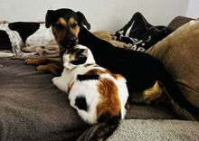 COCO, Katze, Calico-Cat in Griechenland - Bild 3