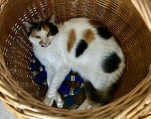 COCO, Katze, Calico-Cat in Griechenland - Bild 5