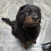 KOKI, Hund, Hovawart in Kroatien - Bild 2