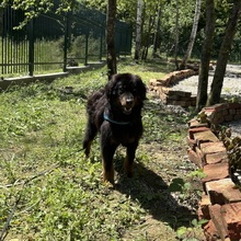 KOKI, Hund, Hovawart in Kroatien - Bild 3