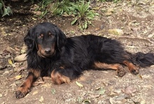 KOKI, Hund, Hovawart in Kroatien - Bild 6