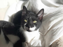 KLELIA, Katze, Europäisch Kurzhaar in Griechenland - Bild 1