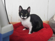 KLELIA, Katze, Europäisch Kurzhaar in Griechenland - Bild 2