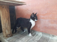 KLELIA, Katze, Europäisch Kurzhaar in Griechenland - Bild 3