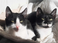 KLELIA, Katze, Europäisch Kurzhaar in Griechenland - Bild 4