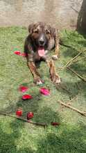 MILLI, Hund, Mischlingshund in Rumänien - Bild 1