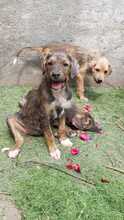 MILLI, Hund, Mischlingshund in Rumänien - Bild 2