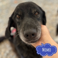 MOMO, Hund, Schweißhund-Beacke-Dachsbracke-Labrador in Kroatien - Bild 1