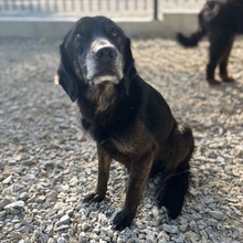 MOMO, Hund, Schweißhund-Beacke-Dachsbracke-Labrador in Kroatien - Bild 2