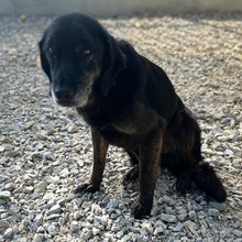 MOMO, Hund, Schweißhund-Beacke-Dachsbracke-Labrador in Kroatien - Bild 3