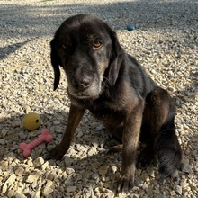 MOMO, Hund, Schweißhund-Beacke-Dachsbracke-Labrador in Kroatien - Bild 4