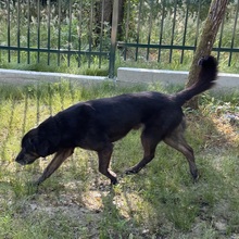 MOMO, Hund, Schweißhund-Beacke-Dachsbracke-Labrador in Kroatien - Bild 5