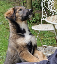 BENNY, Hund, Mischlingshund in Hungen - Bild 1