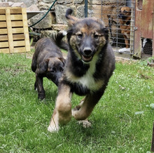 BENNY, Hund, Mischlingshund in Hungen - Bild 2