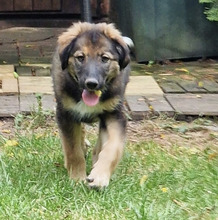 BENNY, Hund, Mischlingshund in Hungen - Bild 3