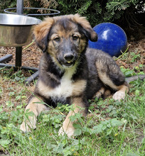 BENNY, Hund, Mischlingshund in Hungen - Bild 4