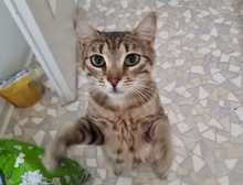 GEORGINA, Katze, Europäisch Kurzhaar in Erlangen - Bild 1