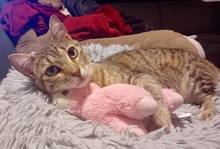 GEORGINA, Katze, Europäisch Kurzhaar in Erlangen - Bild 2