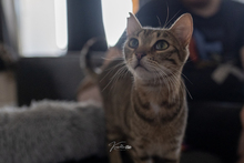 GEORGINA, Katze, Europäisch Kurzhaar in Erlangen - Bild 3