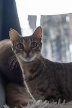 GEORGINA, Katze, Europäisch Kurzhaar in Erlangen - Bild 4