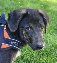 MAVIE, Hund, Mischlingshund in Hüttenberg - Bild 1