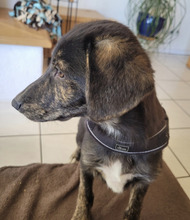 MAVIE, Hund, Mischlingshund in Hüttenberg - Bild 2