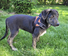 MAVIE, Hund, Mischlingshund in Hüttenberg - Bild 3