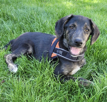 MAVIE, Hund, Mischlingshund in Hüttenberg - Bild 4