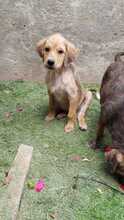MUPPET, Hund, Mischlingshund in Rumänien - Bild 1
