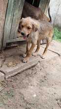MUPPET, Hund, Mischlingshund in Rumänien - Bild 2