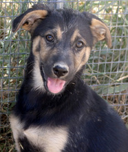 THEIA, Hund, Mischlingshund in Diemelstadt - Bild 1