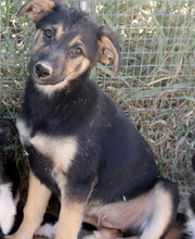 THEIA, Hund, Mischlingshund in Diemelstadt - Bild 2