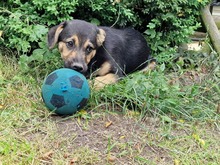 THEIA, Hund, Mischlingshund in Diemelstadt - Bild 3