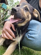 THEIA, Hund, Mischlingshund in Diemelstadt - Bild 4