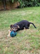 THEIA, Hund, Mischlingshund in Diemelstadt - Bild 5