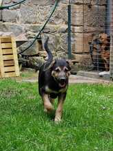 THEIA, Hund, Mischlingshund in Diemelstadt - Bild 6