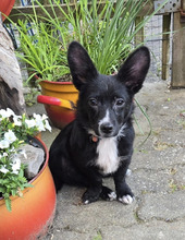 LUKI, Hund, Mischlingshund in Bad Emstal - Bild 1