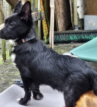 LUKI, Hund, Mischlingshund in Bad Emstal - Bild 2