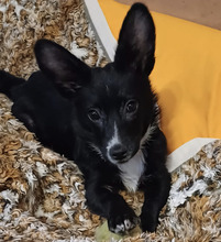 LUKI, Hund, Mischlingshund in Bad Emstal - Bild 3