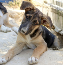 AGAPI, Hund, Mischlingshund in Griechenland - Bild 1