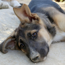 AGAPI, Hund, Mischlingshund in Griechenland - Bild 2