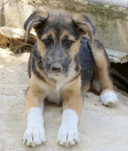 NURI, Hund, Mischlingshund in Griechenland - Bild 1