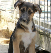 NURI, Hund, Mischlingshund in Griechenland - Bild 2